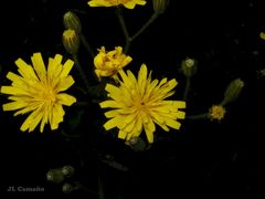 Crepis lampsanoides