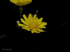 Crepis lampsanoides