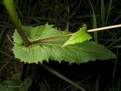 Crepis lampsanoides