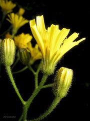Crepis lampsanoides