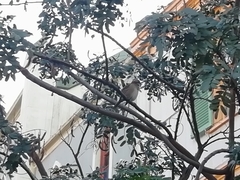 Zonotrichia capensis