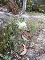 Narcissus triandrus