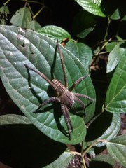 Phoneutria eickstedtae