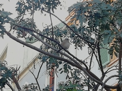 Zonotrichia capensis