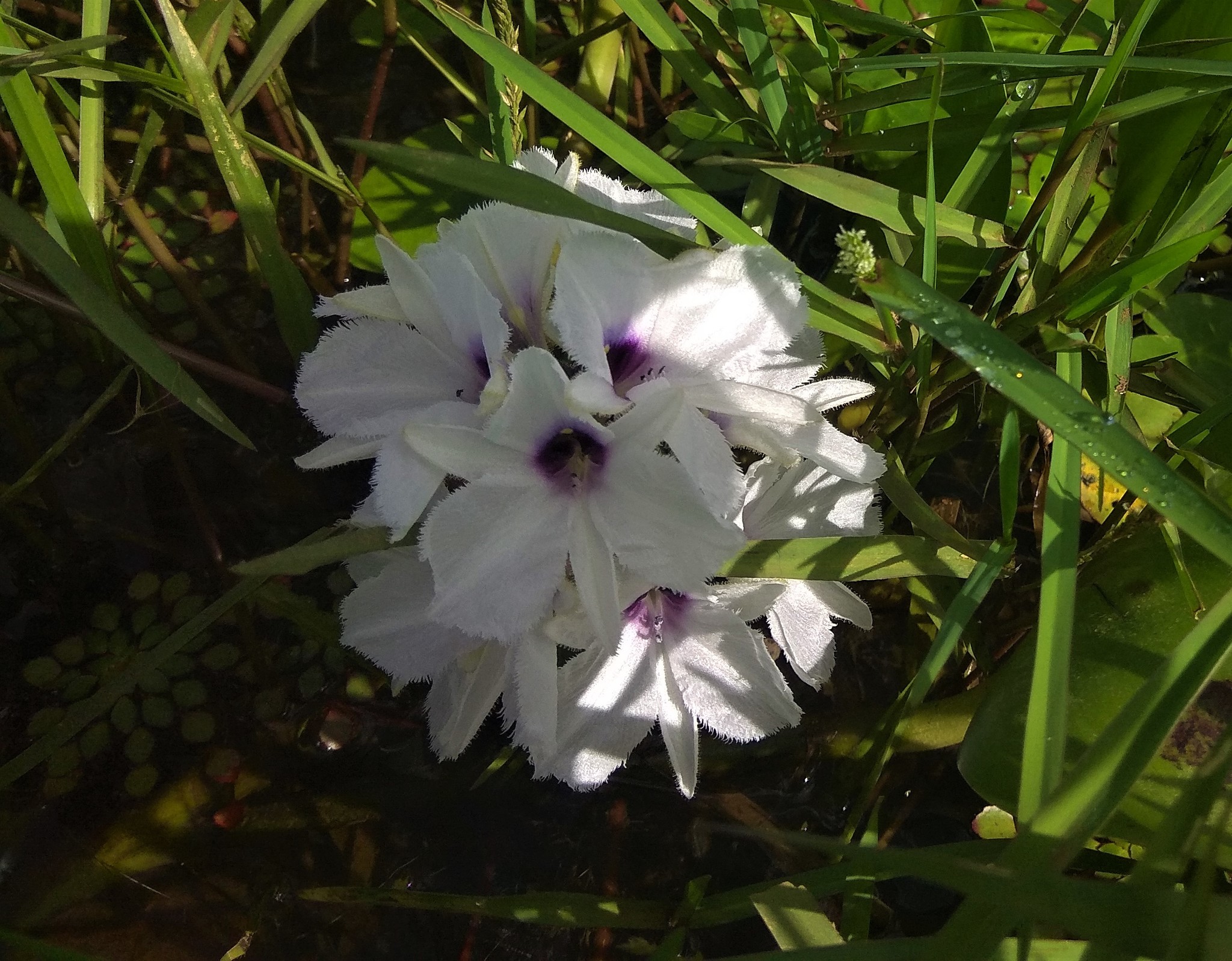 Pontederia azurea
