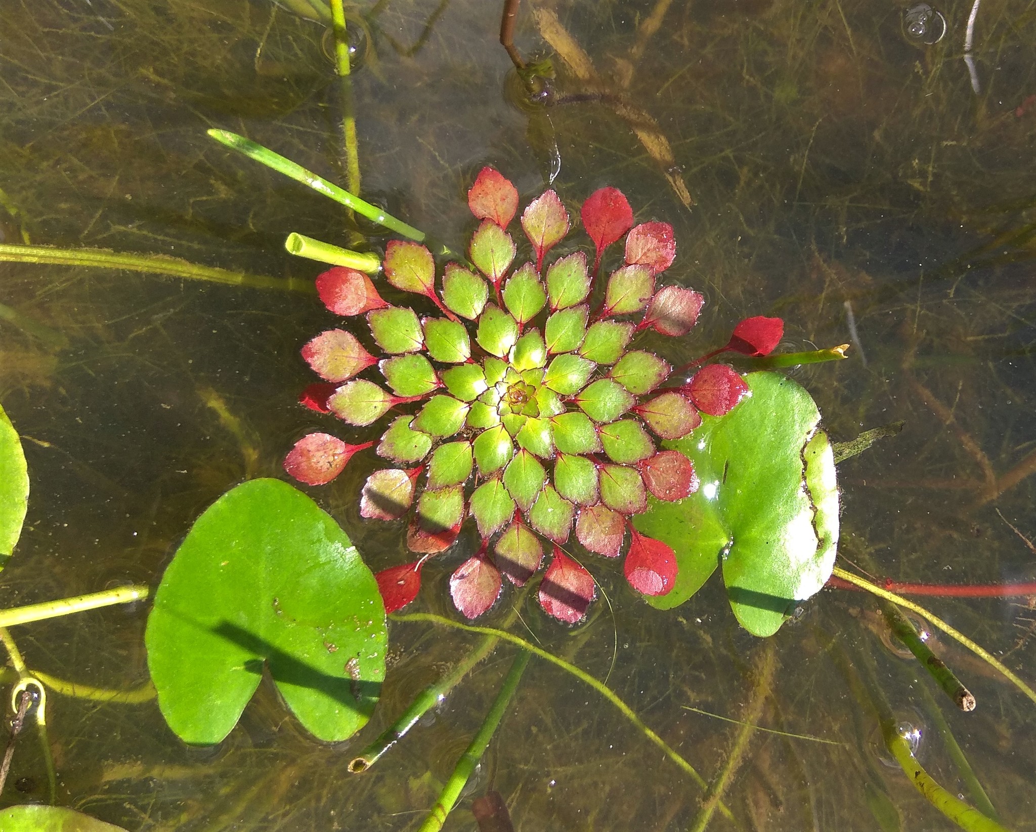 Ludwigia sedioides