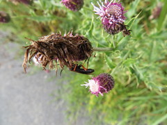 Tenthredo atra