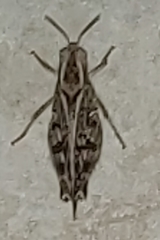 Calliptamus italicus