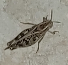 Calliptamus italicus