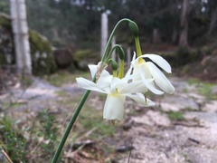 Narcissus triandrus