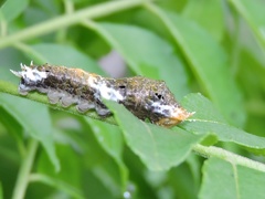 Papilio polytes