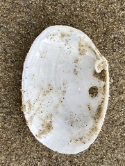 Periploma planiusculum