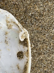 Periploma planiusculum