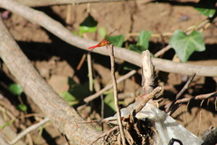 Libellula croceipennis