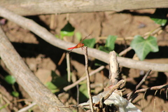Libellula croceipennis