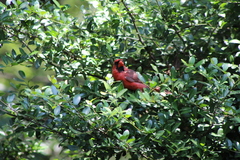 Cardinalis cardinalis