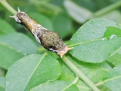Papilio polytes