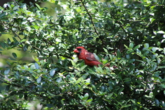 Cardinalis cardinalis