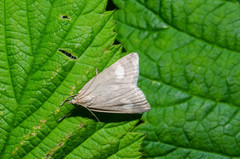 Udea alpinalis