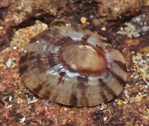Cellana toreuma