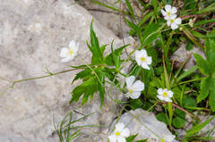 Ranunculus aconitifolius