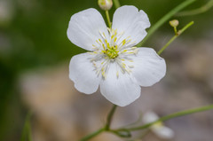 Ranunculus aconitifolius