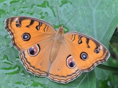 Junonia almana