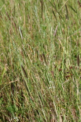 Alopecurus geniculatus