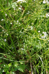 Galium uliginosum