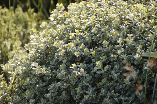 Image of Podalyria argentea by (c) Tony Rebelo, some rights reserved (CC BY-SA)
