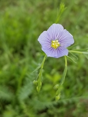 Linum pratense
