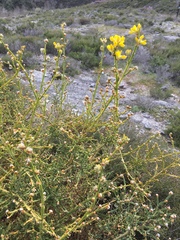 Genista tridentata