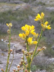Genista tridentata
