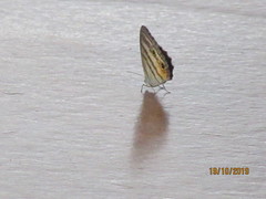 Caeruleuptychia helios