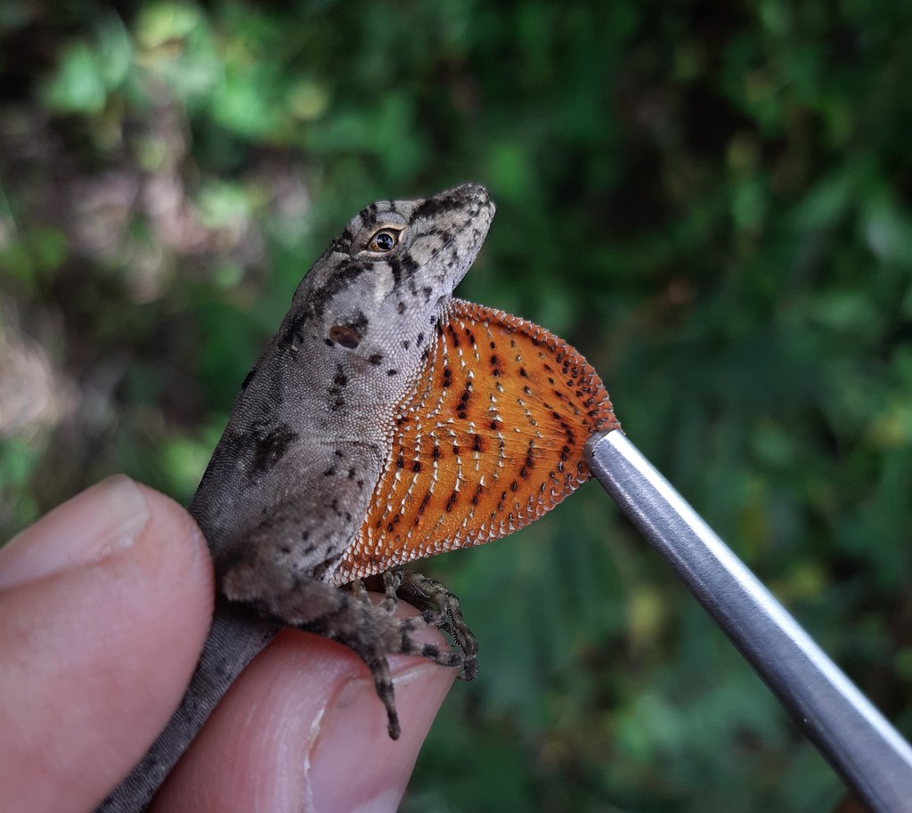 Schiede's Anole