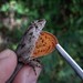 Schiede's Anole - Photo (c) rene_vela, some rights reserved (CC BY-NC), uploaded by rene_vela