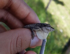 Anolis laeviventris