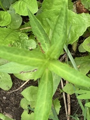 Lysimachia thyrsiflora