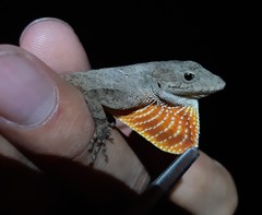 Greater Scaly Anole photo 3