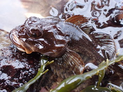 Myoxocephalus