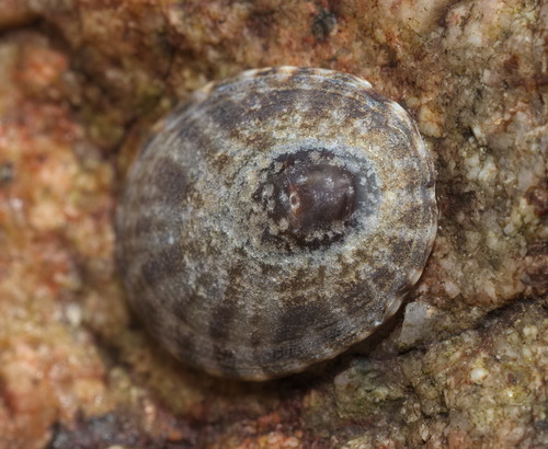 Nipponacmea fuscoviridis