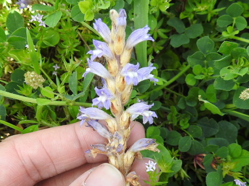 Image of Phelipanche ramosa by (c) Sam Kieschnick, some rights reserved (CC BY)