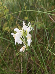 Platanthera blephariglottis blephariglottis