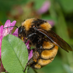 Bombus borealis