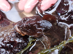 Myoxocephalus