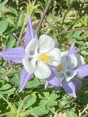 Aquilegia coerulea coerulea