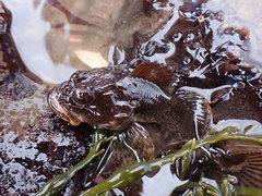 Myoxocephalus