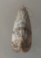 Cochylichroa arthuri