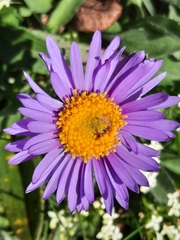 Aster alpinus