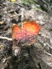 Amanita parcivolvata